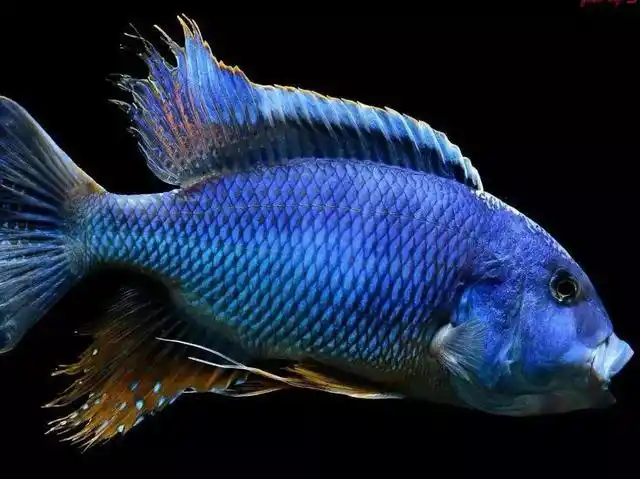 什么是三湖慈鲷鱼,最普通最常见的三湖慈鲷鱼是什么