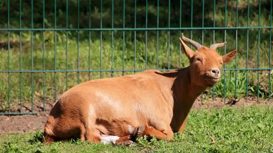壁纸 棕山羊,休息,阳光