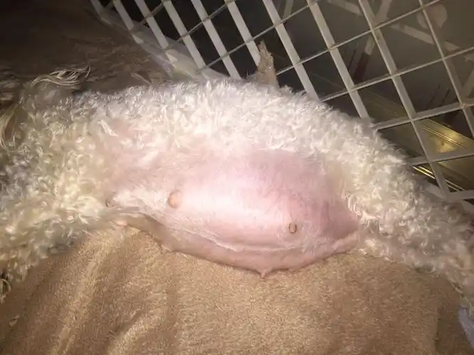 你们狗狗怀孕50多天肚子都多大