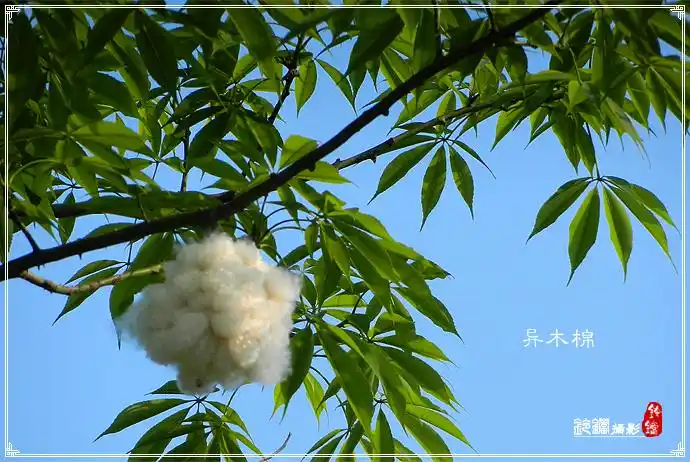 树木花卉 . 异木棉