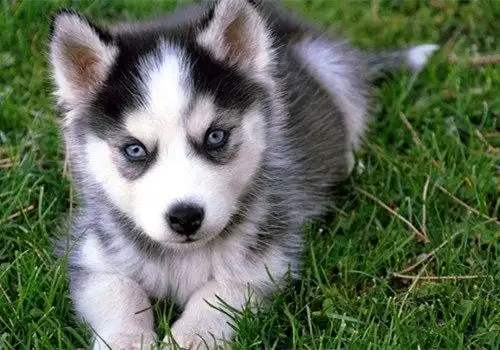 蠢萌可爱狗狗图片软萌温顺汪星人