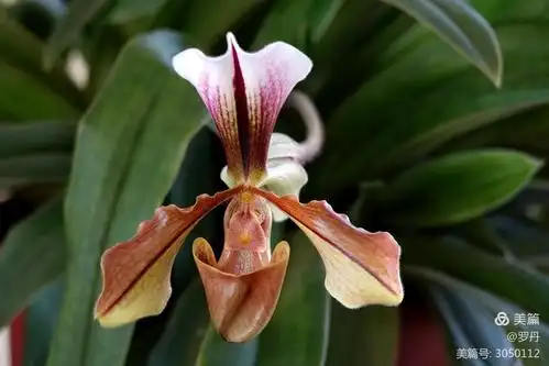 (前半部分的兰花是紫毛兜兰)