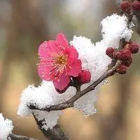 雪中梅花图片做头像【点击鼠标右键下载】