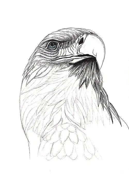 【黑白动物绘】鹰