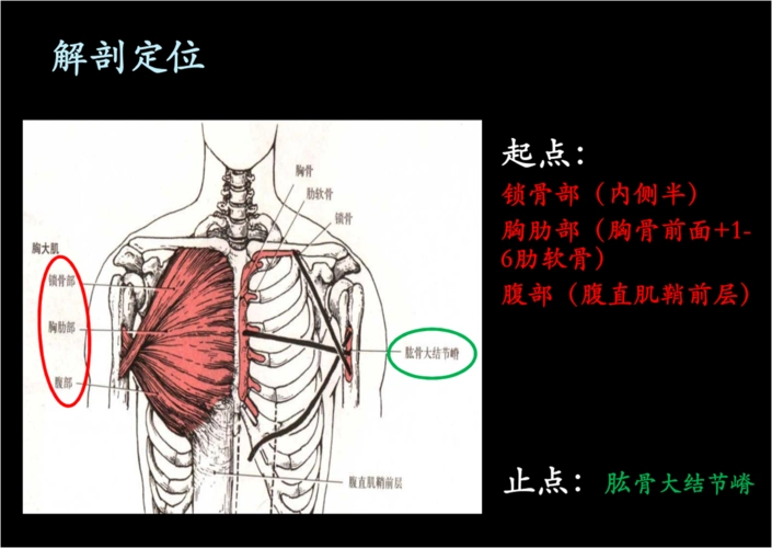 啥?胸大肌肌腱断裂?胸大肌在哪?为啥会断咧?