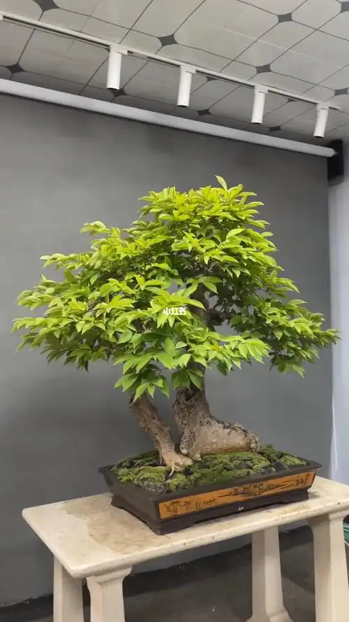 木棉花
