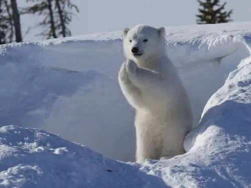 加拿大公园北极熊宝宝拱手作揖萌翻观众