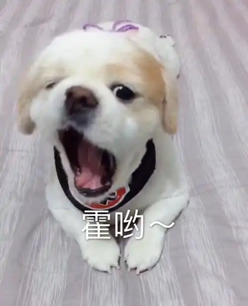 嚯哟呆萌汪星人表情包呆萌汪星人表情