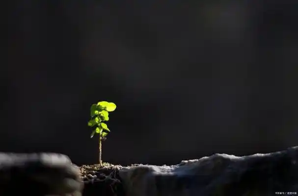 早安!新的一天,带着清晨的阳光和希望来到了我们的生活中.