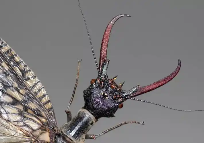 天府文化大家说67巨齿魅影世界最大水生昆虫发现记