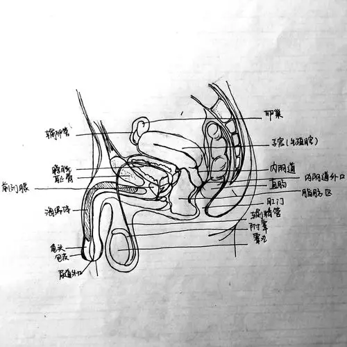 男性omega生殖系统假想图(.