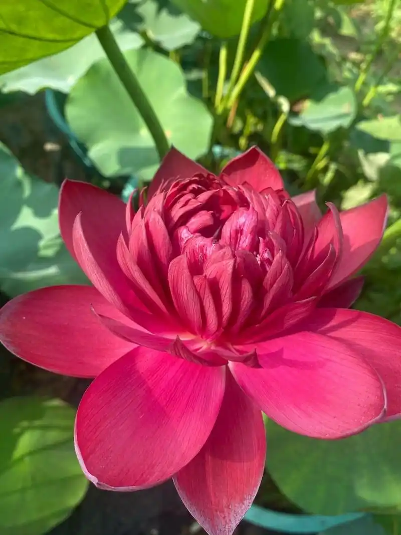 红色荷花品种 我比较喜欢这款荷花 颜色纯正艳丽 复瓣可人
