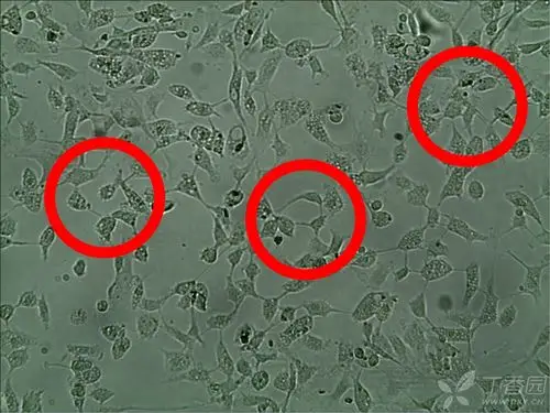 原代小胶质细胞培养经验