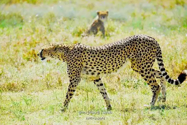 猎豹 cheetah(duma),也叫印度豹.