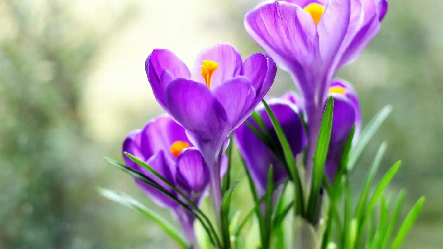 精选清新唯美花草植物唯美花卉图片电脑桌面壁纸1_风景壁纸_壁纸下载