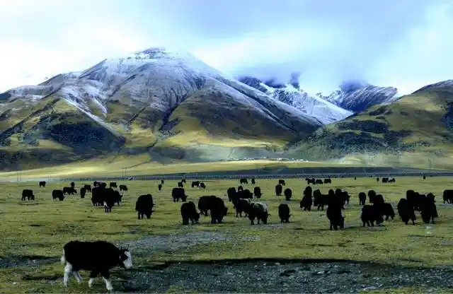 那曲高寒草原位于西藏自治区北部,北与新疆维吾尔自治区和青海省交界