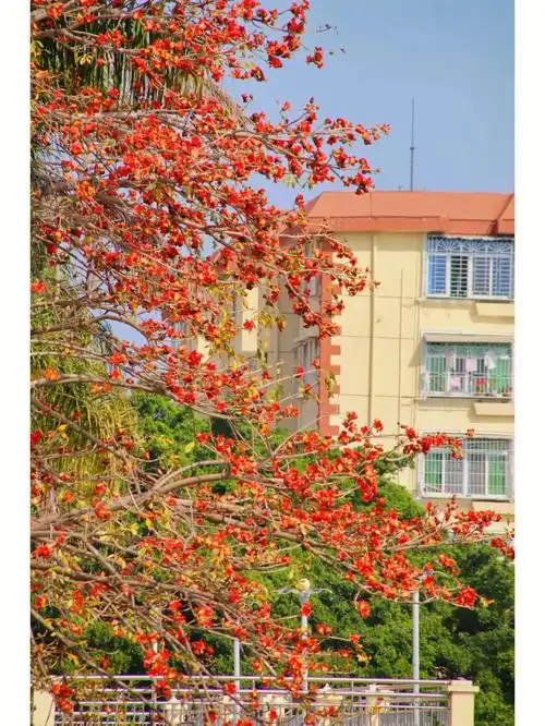 长这么大第一次听木棉花树可以吃真的假的