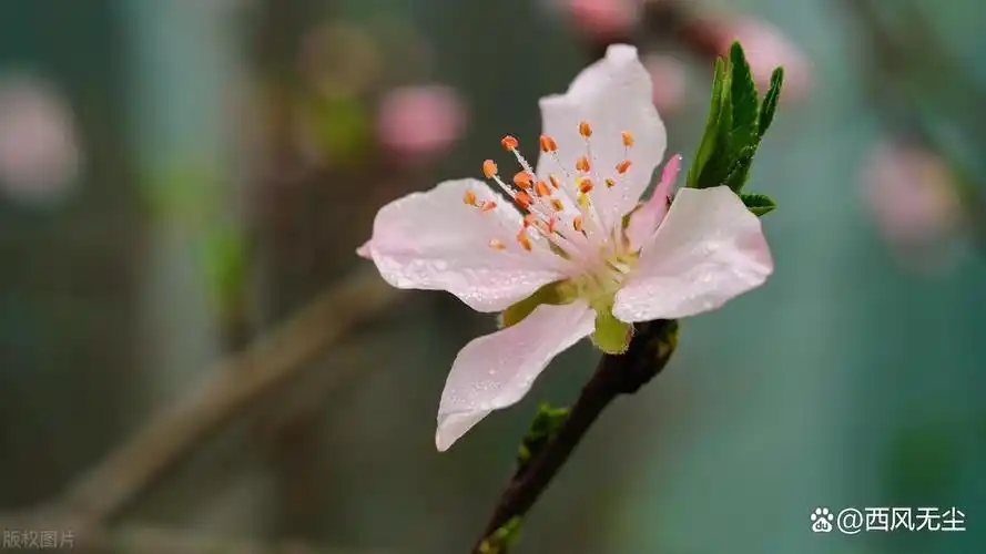 桃花一簇开无主,可爱深红爱浅红——桃花深浅处,春色满人间
