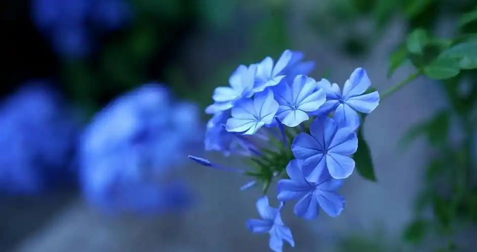 夏季种花就得选"清凉花",几种蓝色系花卉,盛开时清雅又惊艳
