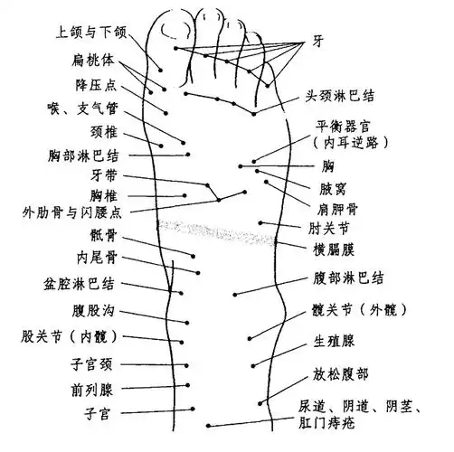 面部,手部,耳部 足部反射区图