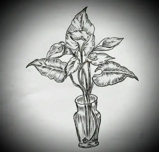 齐巧云初学铅笔画(盆栽植物篇)