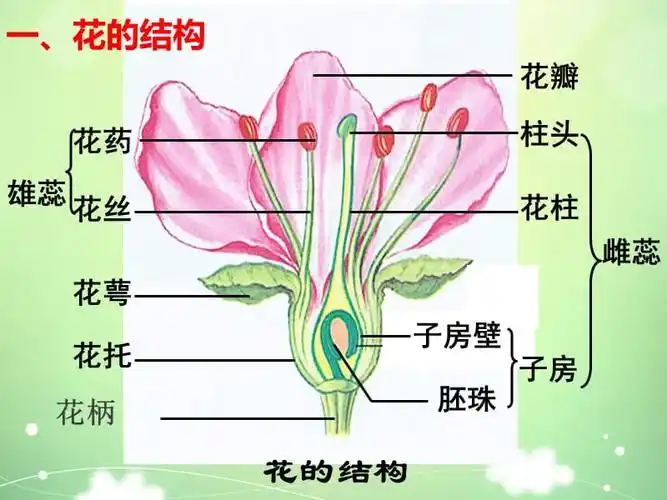 开花和结果ppt课件.ppt