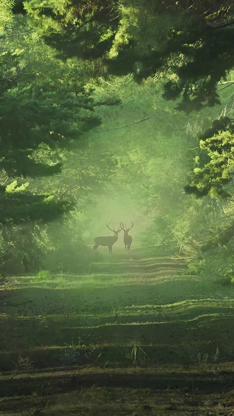 唯美护眼自然风景图片手机壁纸
