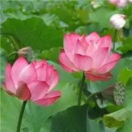 关于荷花的图片头像