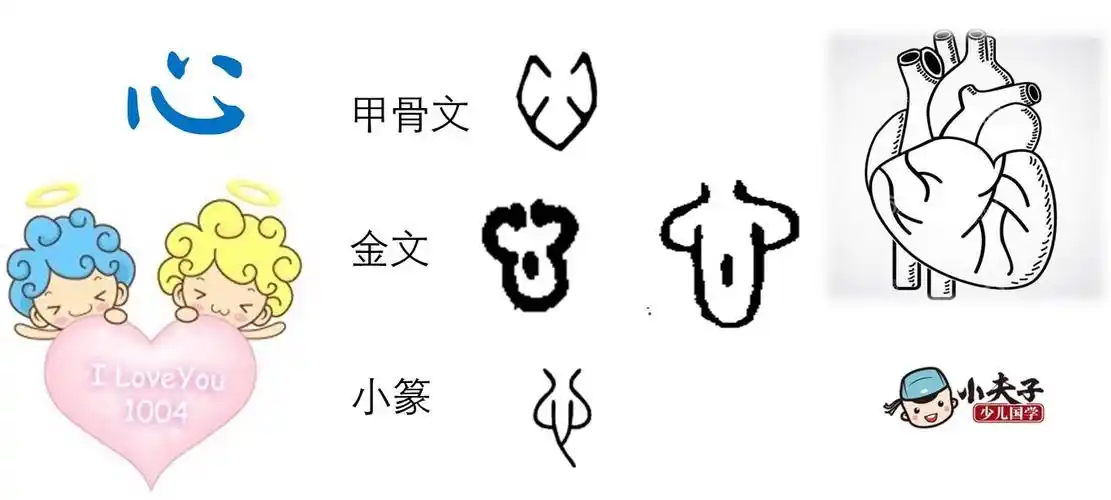 "心"是个象形字,"心"的甲骨文字形就像是人心脏的样子.