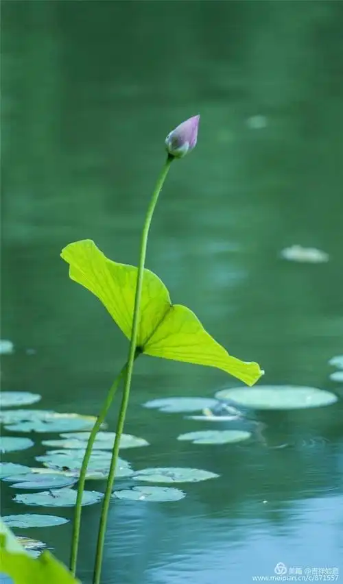 春天这里牡丹最美,夏季荷花满湖,位于洛阳市区却很少人知道