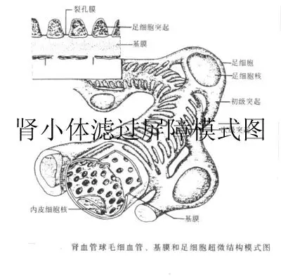 肾小体滤过屏障模式