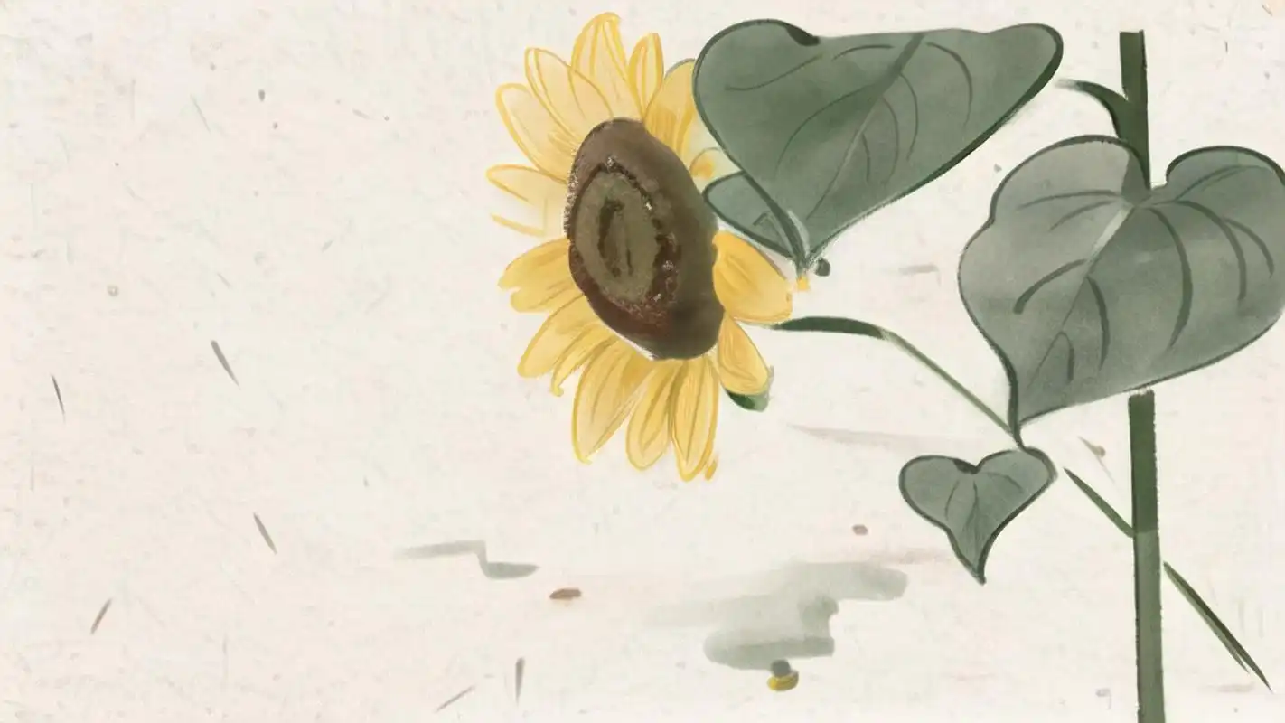 97绝美向日葵高清壁纸97 向日葵总是向着阳光,就像我们总要向着