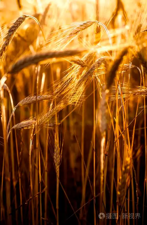 麦田在晴朗的一天的日出