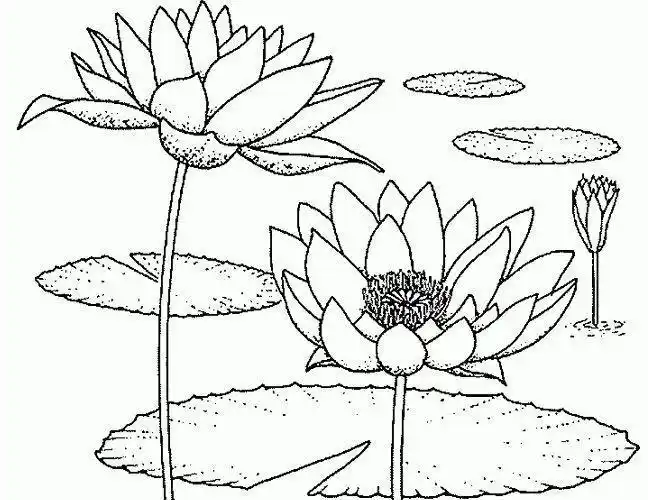 荷花图简笔画手绘