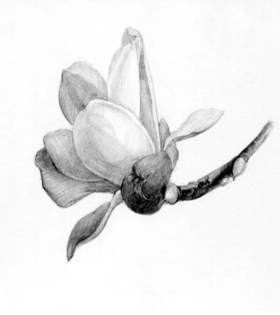 素描衬布画法步骤图