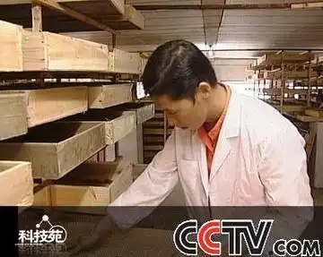 大麦虫养殖技术