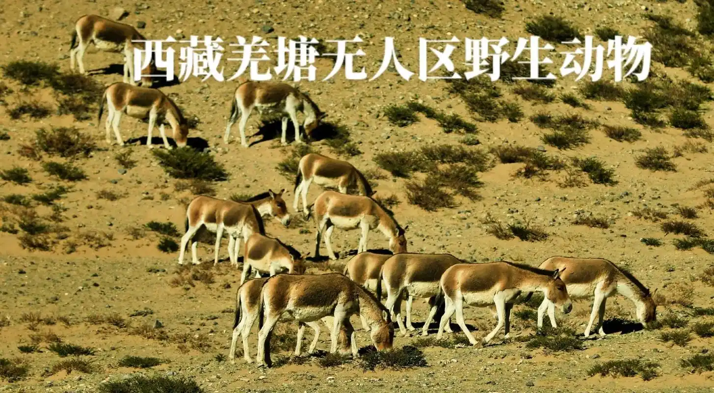 出道即巅峰一一西藏羌塘无人区野生动物的天堂 中国四大无人区 - 抖音