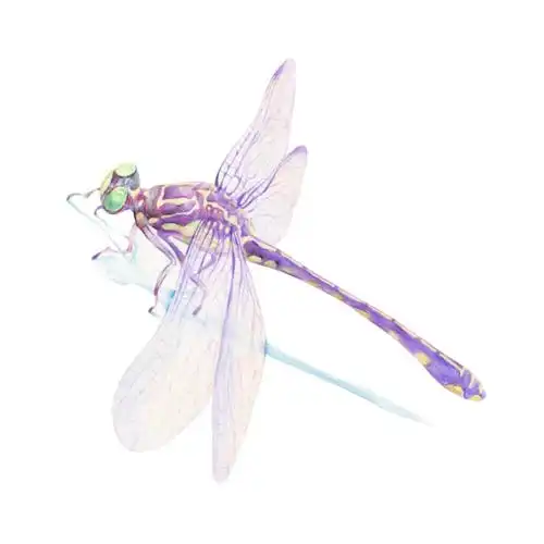 彩铅手绘(蜻蜓)