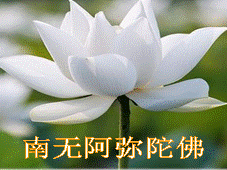 花开见佛悟无生,不退菩萨为伴侣.