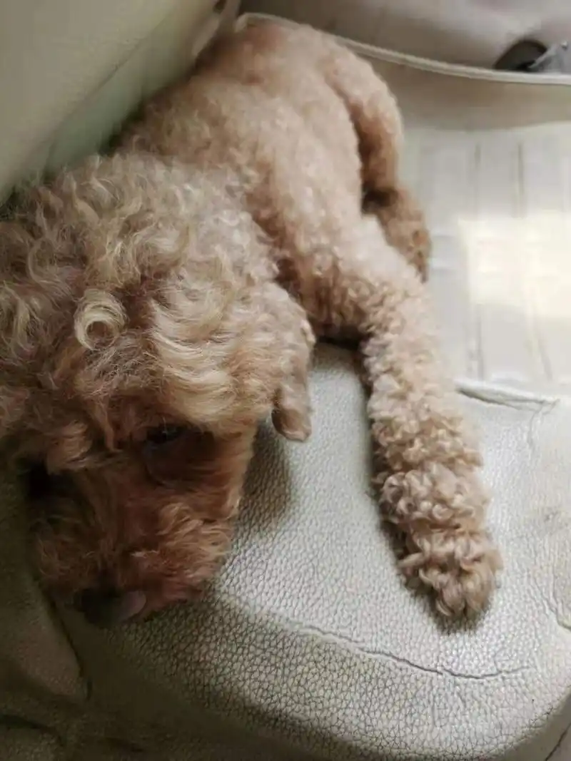 八岁泰迪晚上站着不睡觉 没精神 之前睡的很正常,人睡他就睡,最近晚上