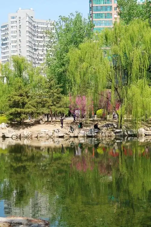 柳荫公园柳成荫