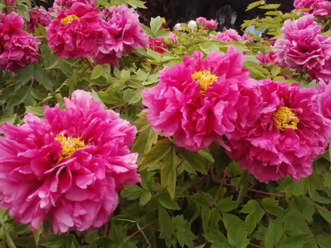 又到一年一度的洛阳牡丹赏花时.每年的四 - 抖音