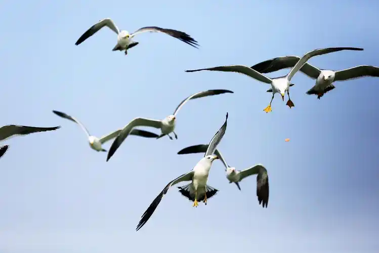 【海鸥摄影图片】生态摄影_开心快乐的博客_太平洋电脑网摄影部落