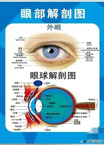 眼球的结构如下