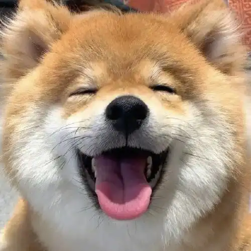 可可爱爱动物头像