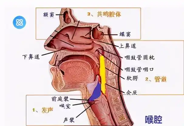 播音主持胸腔共鸣的训练方法怎样胸腔共鸣的训练方法