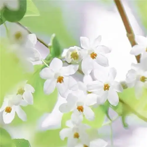 素雅清新花朵头像 花的头像 风景 清新 淡雅_植物头像_头像屋