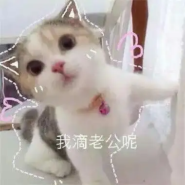 我滴老公呢 - 猫咪撒娇卖萌表情包_喵咪_喵星人_怂_萌萌哒表情