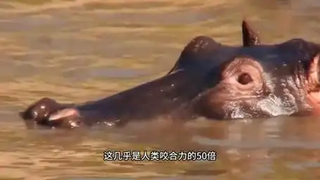 河马的秘密生活:非洲水域下的巨兽奇遇,难以驾驭的霸主