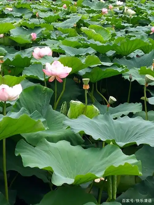 赏荷有感:唯美的夏天,最好的风景在荷塘,莲韵生香,游鱼荡漾